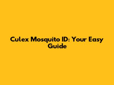 Culex Mosquito ID: Your Easy Guide