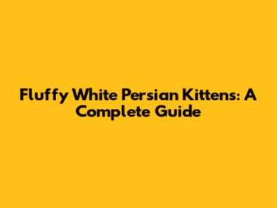 Fluffy White Persian Kittens: A Complete Guide
