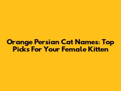 Orange Persian Cat Names: Top Picks For Your Female Kitten